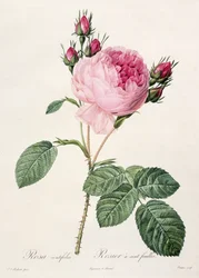 Rosa Centifolia, aus 